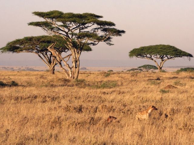 Kenya

